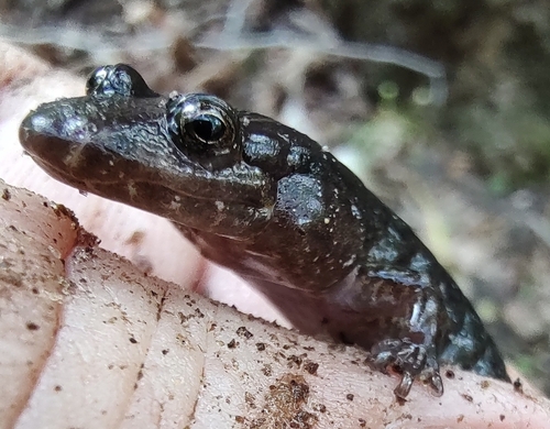 Foothills Dusky Salamander
