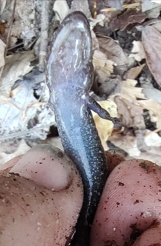 Foothills Dusky Salamander