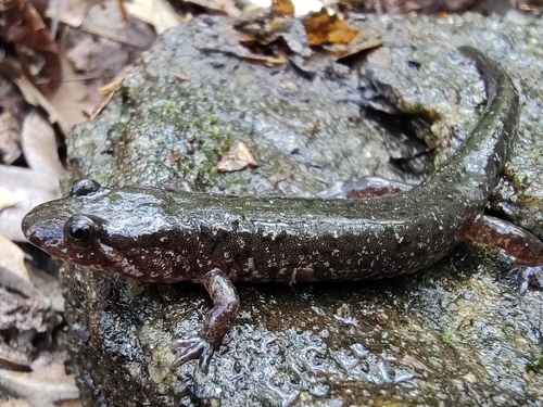 Foothills Dusky Salamander
