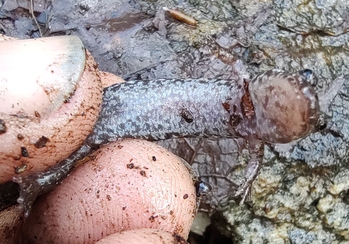Foothills Dusky Salamander