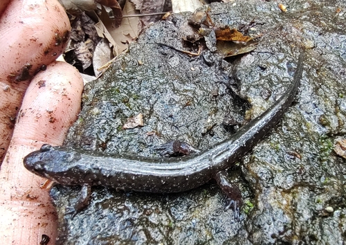 Foothills Dusky Salamander