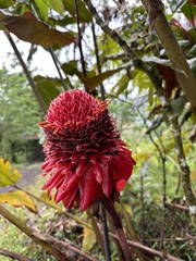 Etlingera elatior image