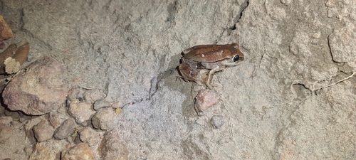 Rusty Forest Tree Frog