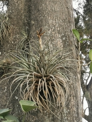 Tillandsia fasciculata image