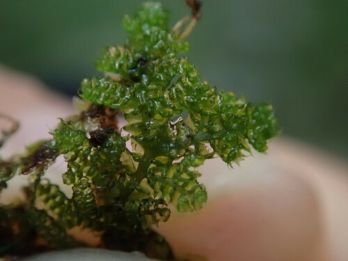 Trichocoleopsis sacculata