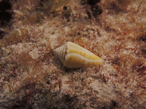 Mayan Cone