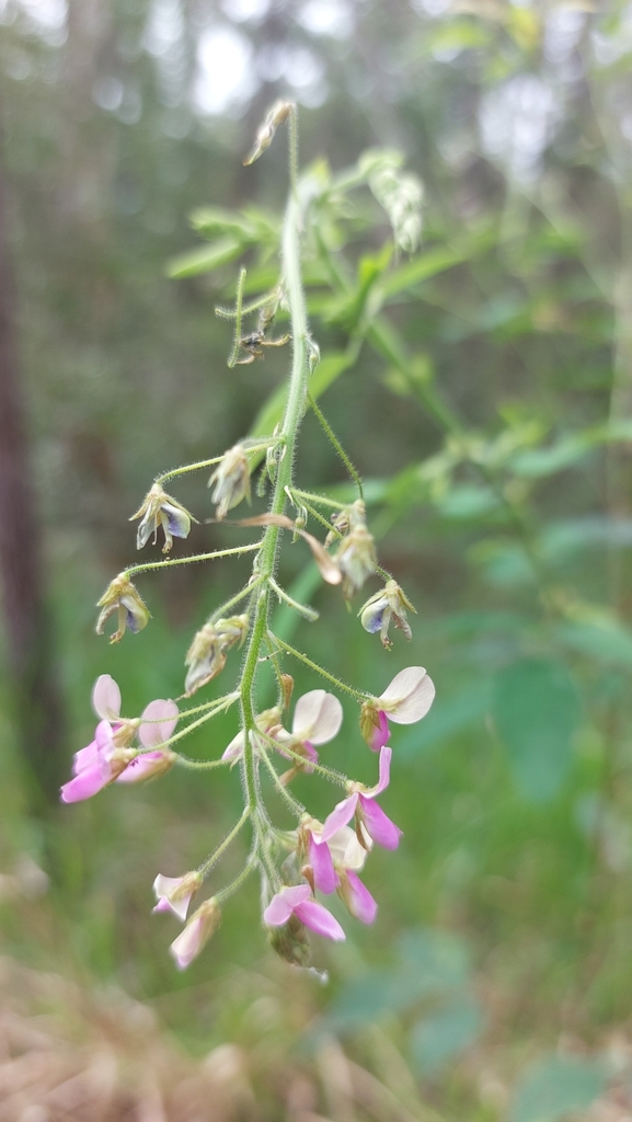 Florida beggarweed from Beerburrum QLD 4517, Australia on April 9, 2024 ...