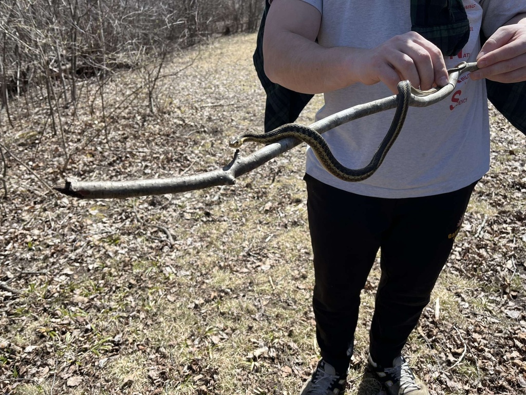 Eastern Garter Snake from River Rd, Petoskey, MI, US on April 8, 2024 at 1023 PM by The Scoop