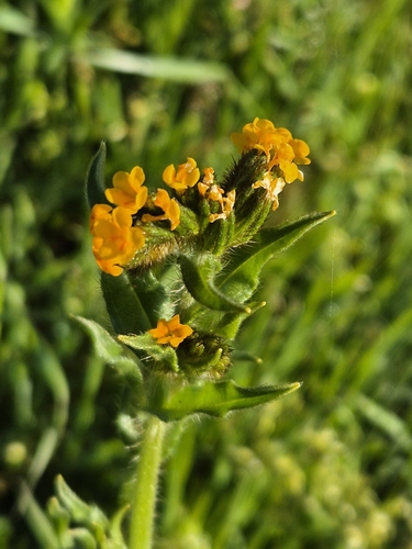 iNaturalist observation photo of Fiddlenecks