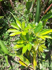 Schefflera arboricola image
