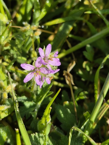 iNaturalist observation photo of musk stork's-bill