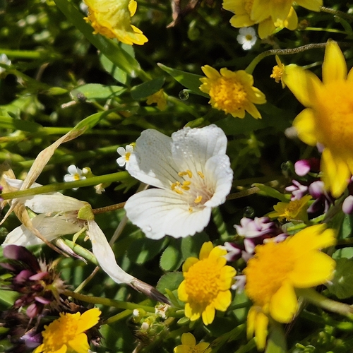 iNaturalist observation photo of Meadowfoams