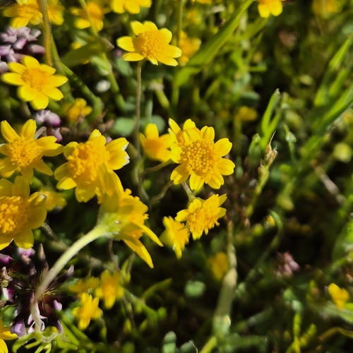 iNaturalist observation photo of goldfields