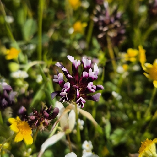 iNaturalist observation photo of white-tipped clover