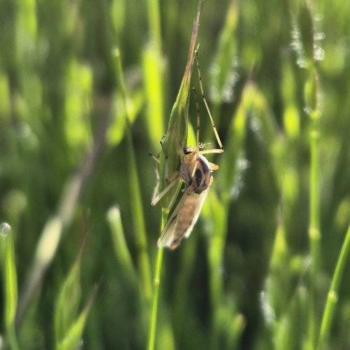 iNaturalist observation photo of Non-biting Midges