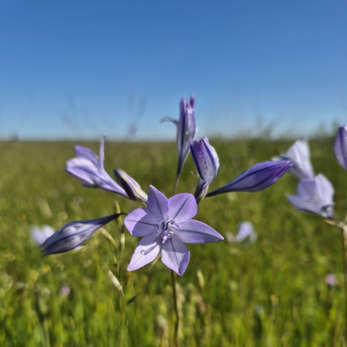 iNaturalist observation photo of Ithuriel's Spear