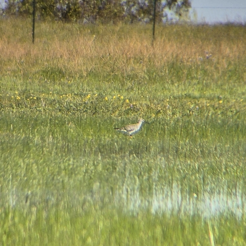 iNaturalist observation photo of Greater Yellowlegs