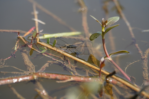 lake pondskater
