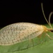 Dash Lacewing - Photo (c) Jaro Schacht, all rights reserved, uploaded by Jaro Schacht