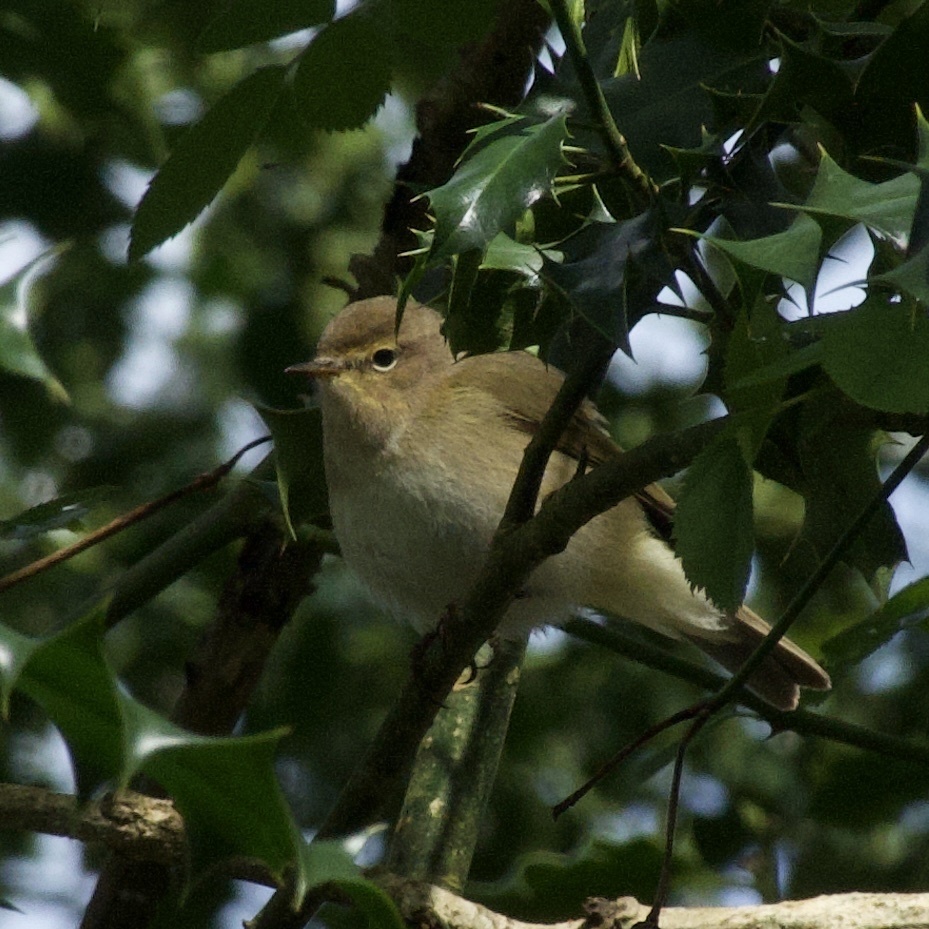 Common Chiffchaff in April 2024 by King Chan · iNaturalist