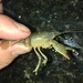 Greensboro Burrowing Crayfish - Photo (c) Greg Myers, all rights reserved, uploaded by Greg Myers