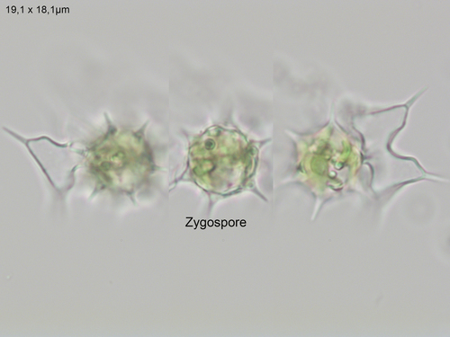 Staurodesmus extensus var. extensus