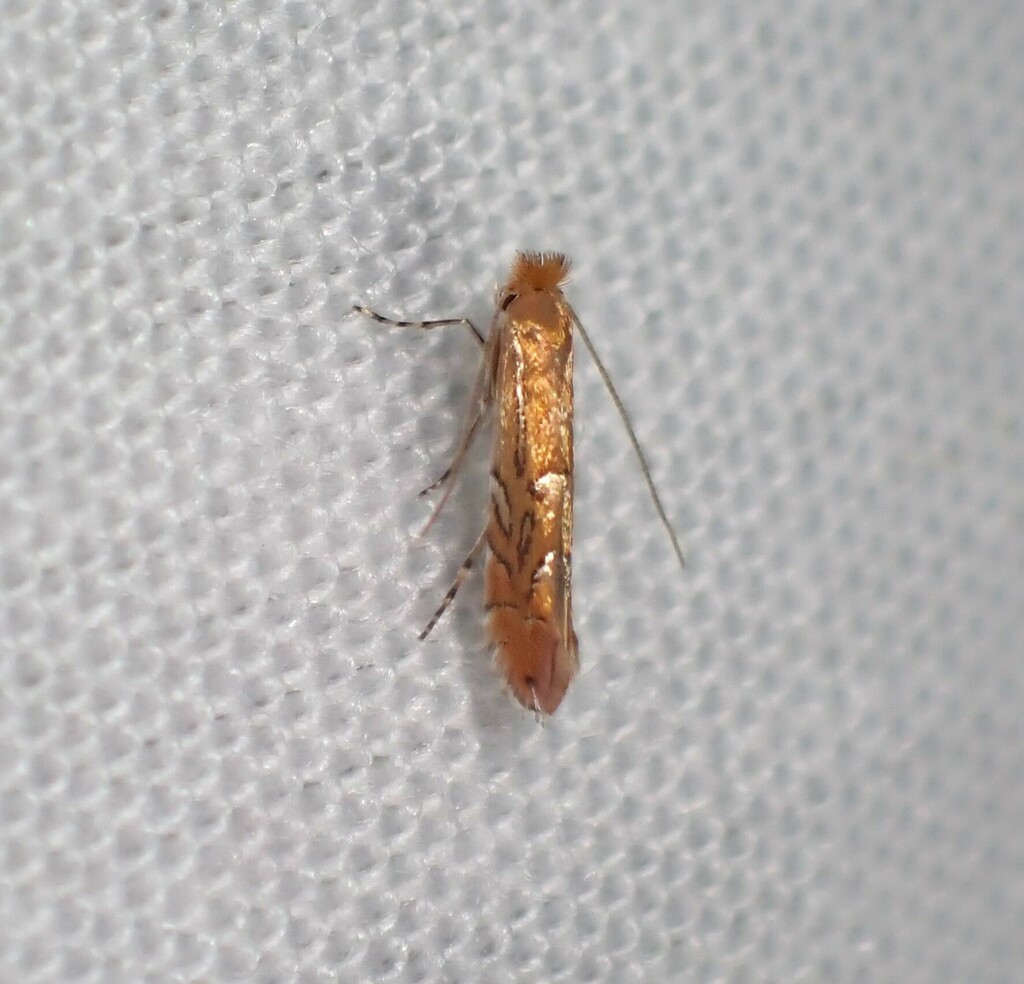 European Oak Leafminer from Sandringham, Bay Road Heathland Sanctuary ...