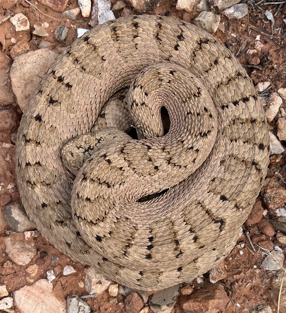 Great Basin Rattlesnake from Kaibab National Forest, Fredonia, AZ, US ...