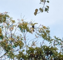 Ramphastos sulfuratus image