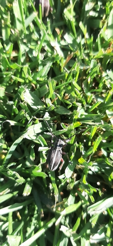 Dorcadion tauricum