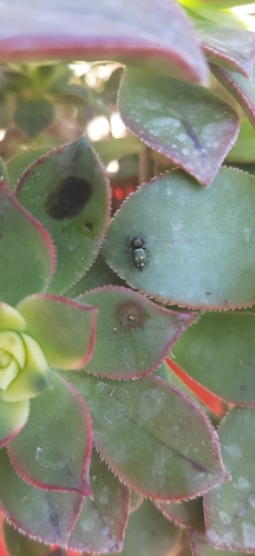 Heliophanus kochii