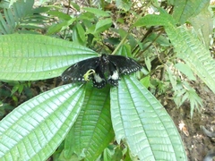 Papilio birchallii image
