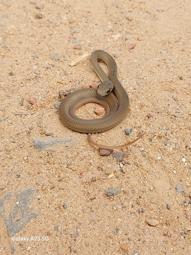 Olive Grass Racer
