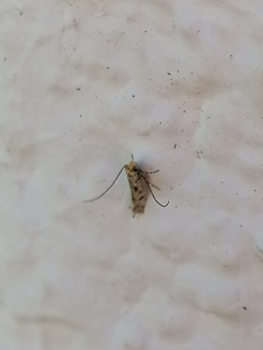 Novotinea andalusiella
