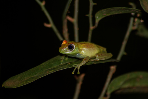 Polka-dot Tree Frog