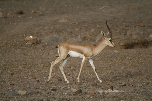 Dorcas Gazelle