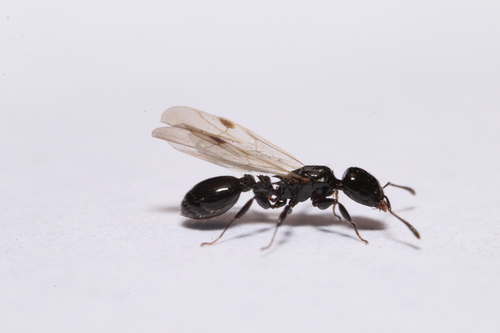 Nesomyrmex tonsuratusNesomyrmex tonsuratus