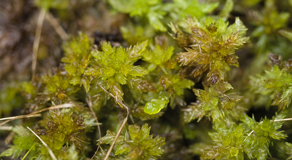 Sphagnum cyclophyllum in March 2024 by Bryan Espinoza-Prieto · iNaturalist