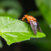 Peltacanthina fumipennis - Photo (c) Steve Woodhall, כל הזכויות שמורות, הועלה על ידי Steve Woodhall