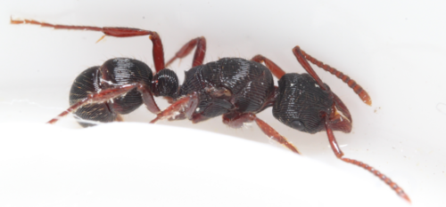 Poneracantha laneiPoneracantha lanei