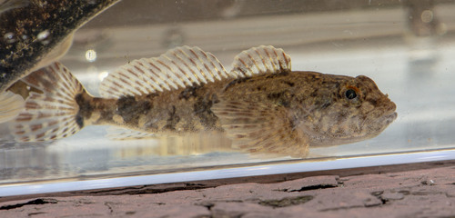Mottled Sculpin