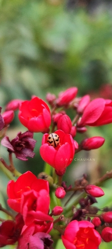 Six-spotted Zigzag Ladybird