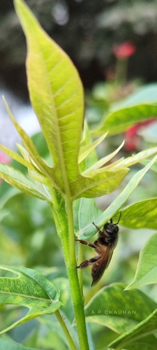 Giant Honey Bee
