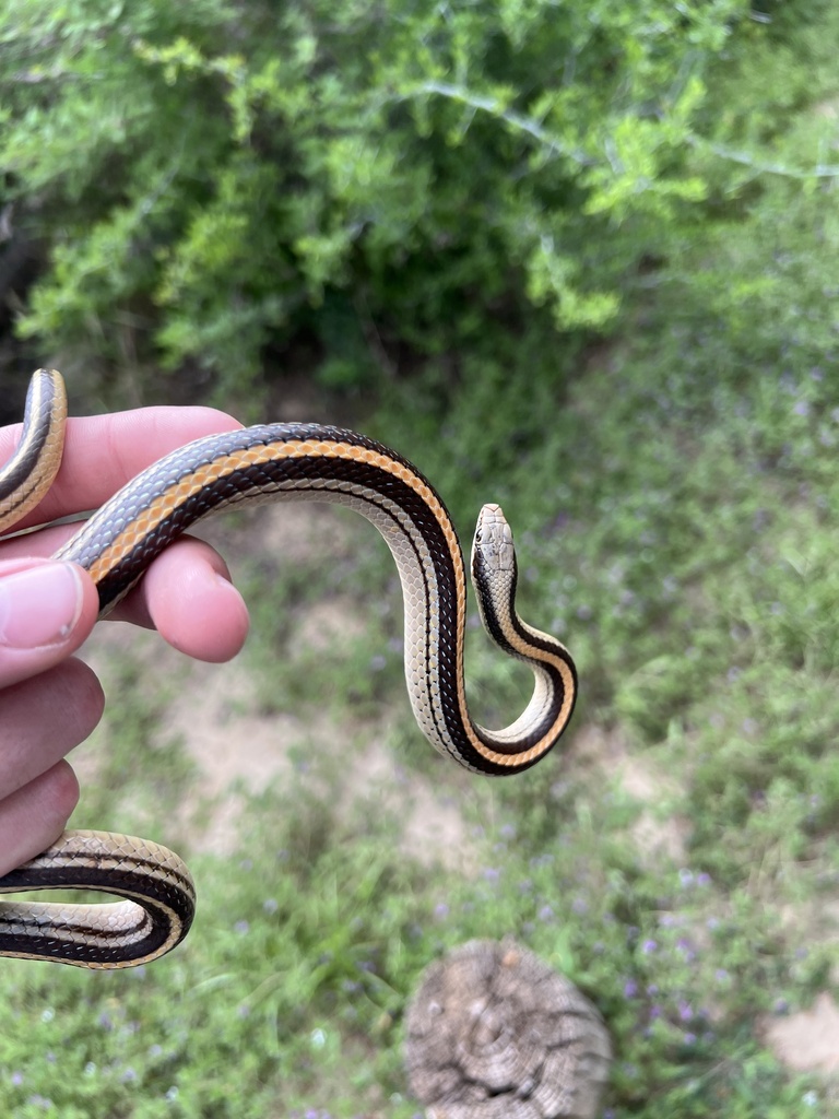 Texas Patch-nosed Snake from Falcon State Park, Falcon, TX, US on March ...