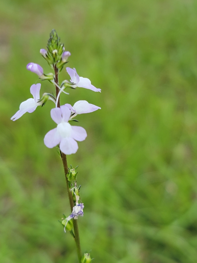 Toadflax from Dunnellon, FL 34433, USA on April 9, 2024 at 06:49 PM by ...