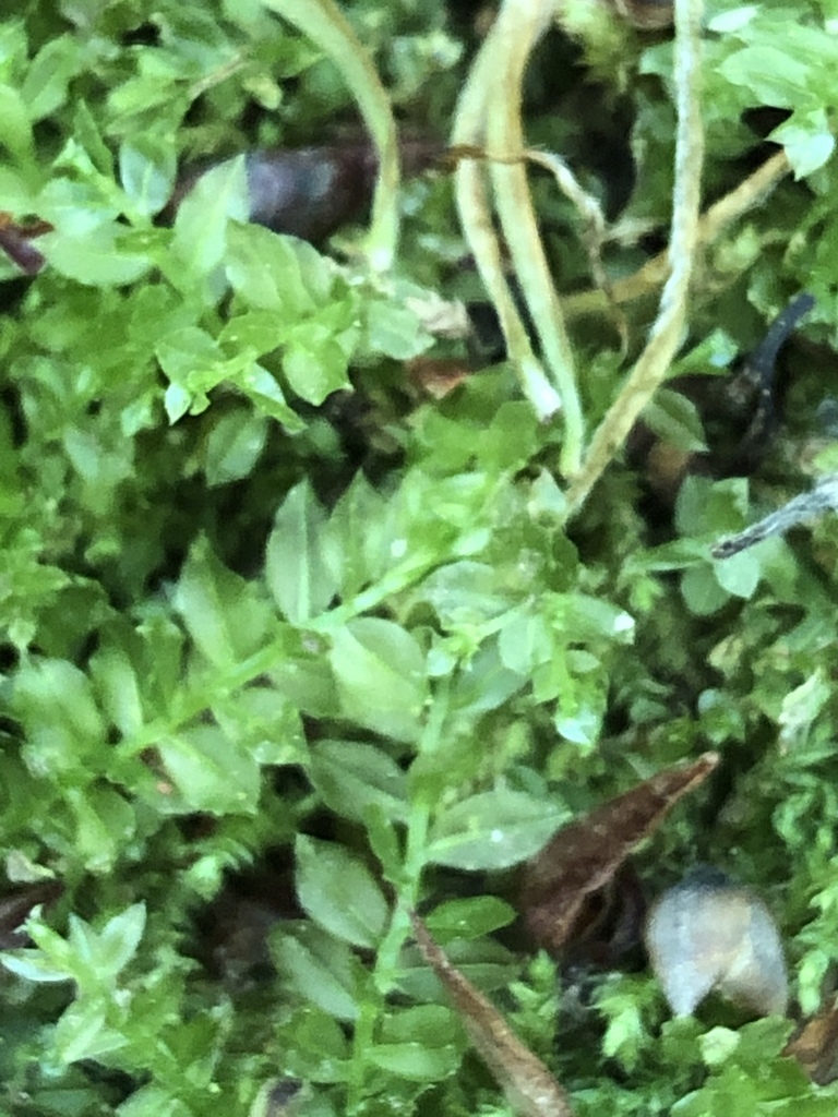 Plagiomnium acutum (Plagiomnium acutum)