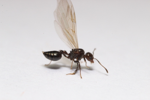 Crematogaster montezumiaCrematogaster montezumia