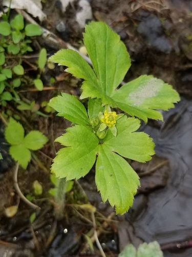 Ranunculus recurvatus var. recurvatus