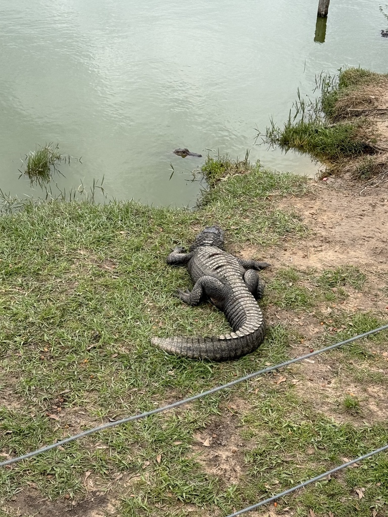 American alligator from fm 365 beaumont tx us on march 24 2024 at