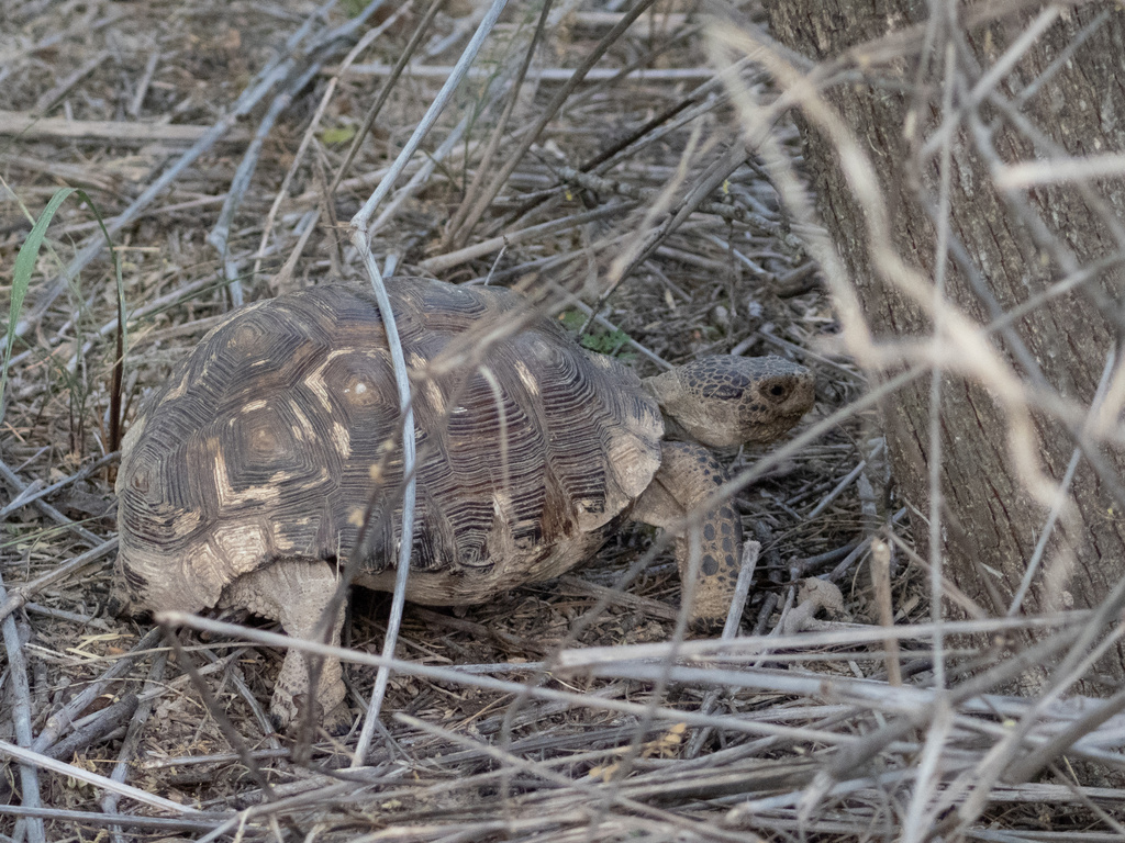 Texas Native Tortoise Texas Tortoise in April 2024 by Stephen Tarnowski · iNaturalist